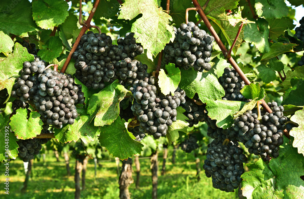 Wine grapes on the vine. Zweigelt or Vitis vinifera for make wine in Austria.