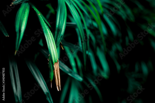 Tropical Palm leaves in the garden, Green leaves of tropical forest plant for nature pattern and background