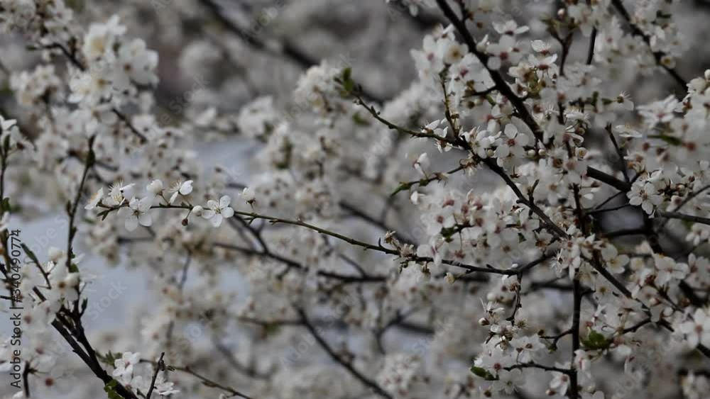 Blooming spring garden on a sunny day. Branches of flowering trees sway in the wind. Real time full hd video footage. Blooming spring garden on a sunny day. Branches of flowering trees sway in the wind. Real time full hd video footage.