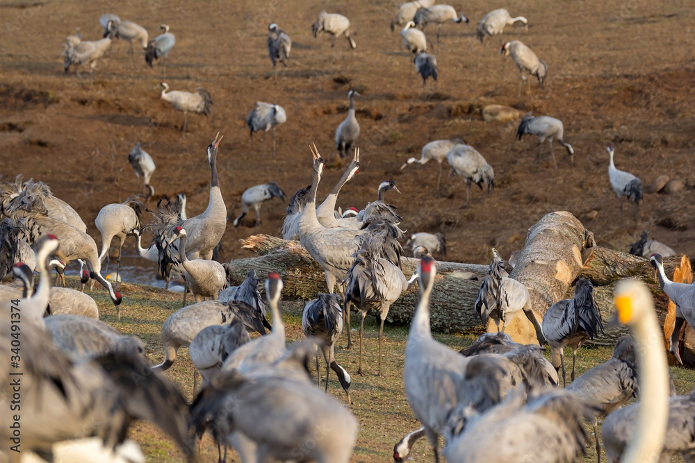 View to the cranes of the Lake Hornborga, Sweden.