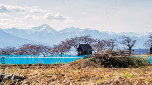 Home farm and central alps in spring, Matsumoto
