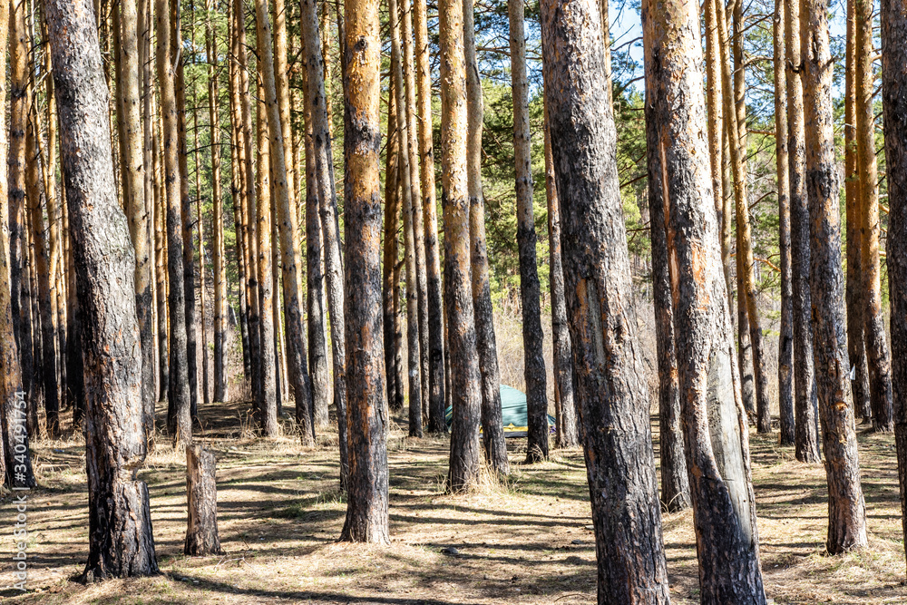 spring forest with dry grass. trees and sunlight
spring forest with dry grass. trees and sunlight