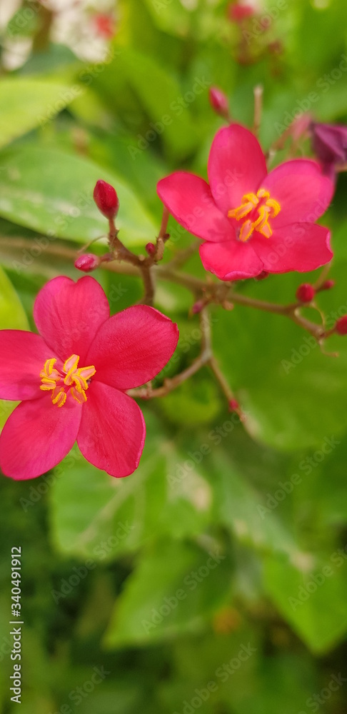 Obraz premium Red flower in my garden ..