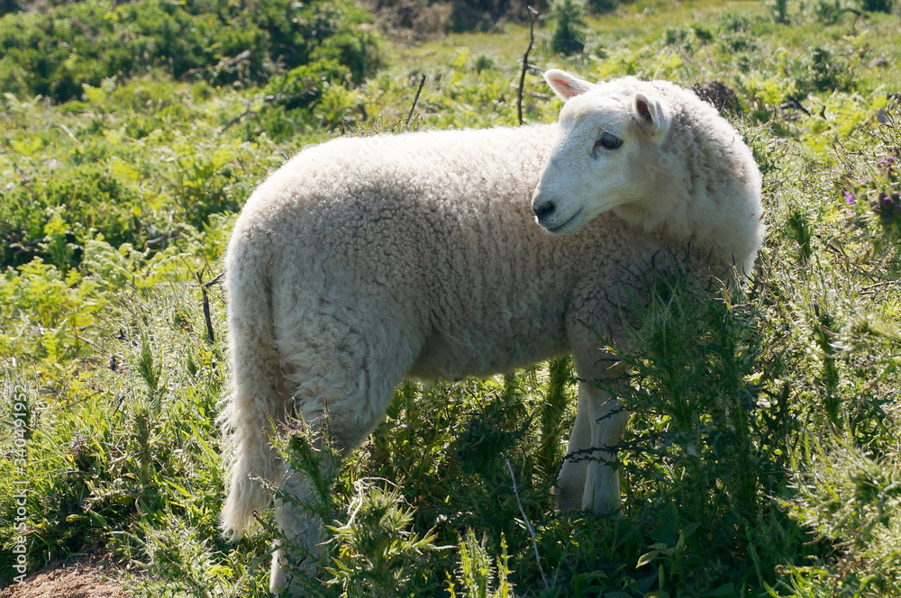 Fototapeta premium Sheep