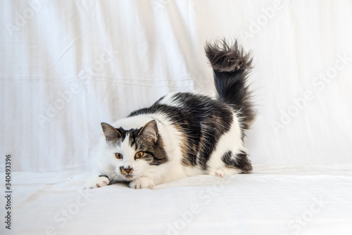 Stunning Maine Coone/Coon cross tabby cat playing with huge, fluffy tail up in the air. White background.