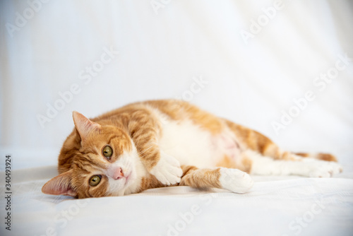 Adorable ginger tabby cat laying, staring at camera. 
