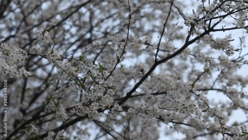 Blooming spring garden on a sunny day. Branches of flowering trees sway in the wind. Real time full hd video footage.