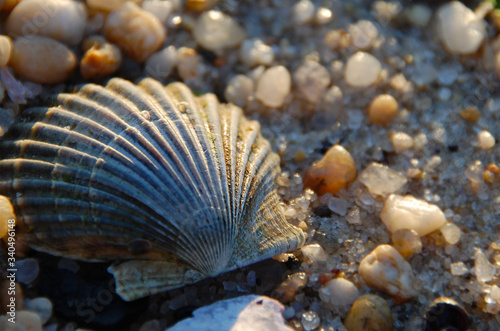 Scallop sea shell on the sandy beach, surrounded by pebbles as the waves crash on the shore in the summer, and the sunset casts warm light on the vacation beach.