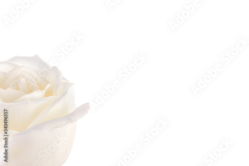 whited rose isolated on white background.
