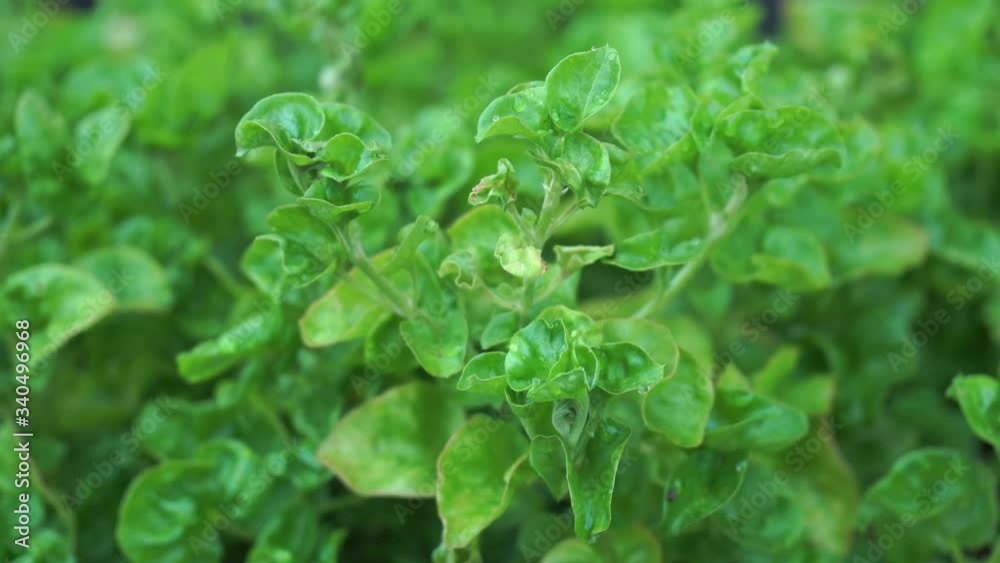 Brazillian Spinach - Healthy Food Brazillian Spinach - Healthy Food