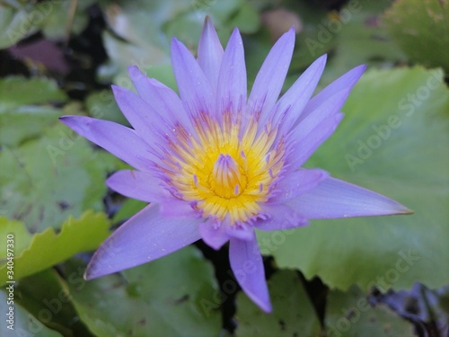 Purple lotus flower close-up in nature