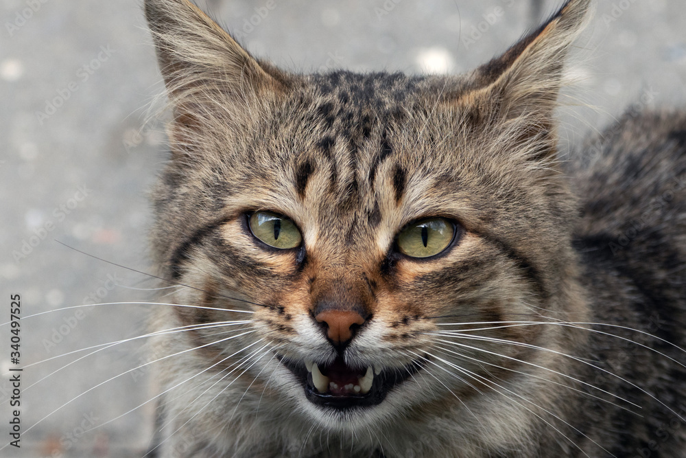 Cute stray cat face, portrait