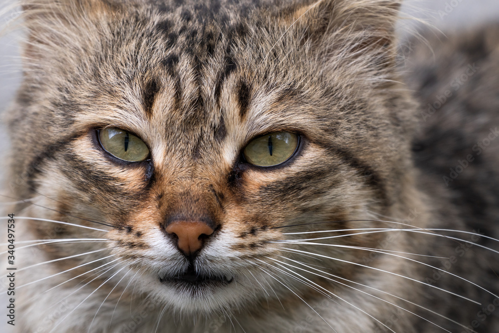 Cute stray cat face, portrait