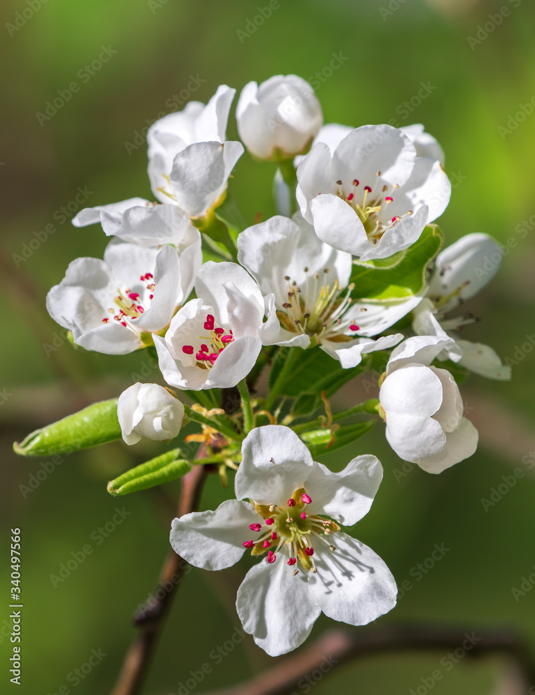 Obraz premium Flowering branch of pear tree