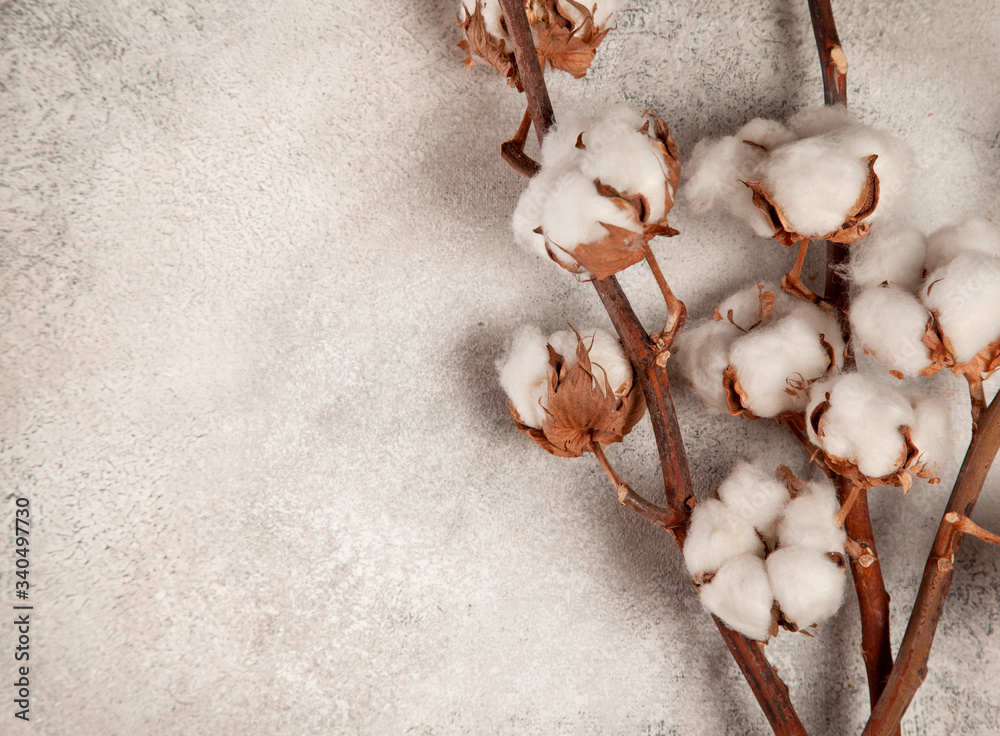 cotton branches cotton branches