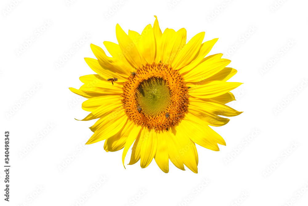 Fototapeta premium sunflower blooming isolated on white background
