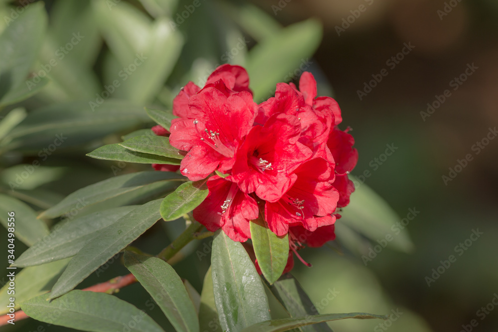 red azalea in spring garden red azalea in spring garden