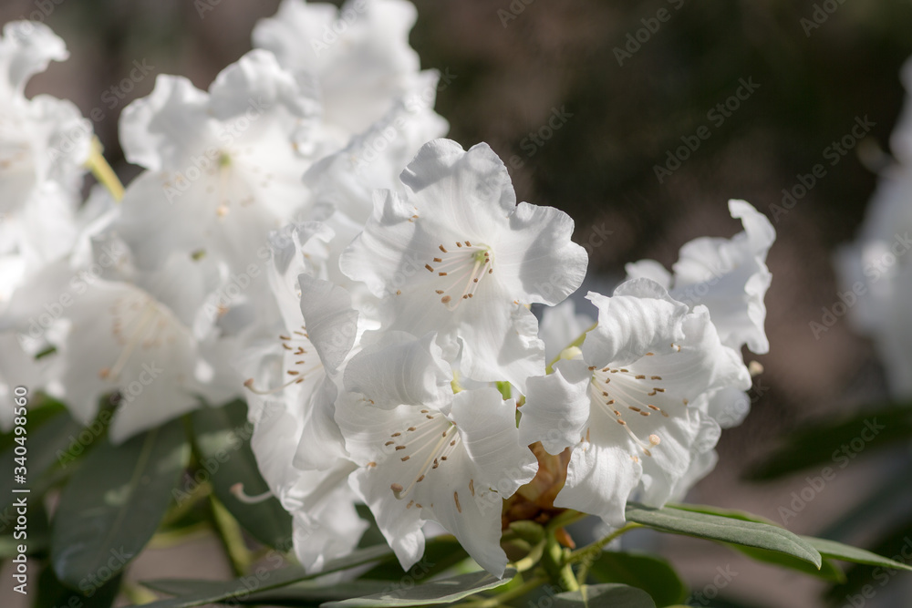 white azalea close up white azalea close up