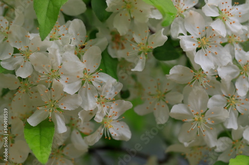 하얀 사과꽃이 핀 봄풍경