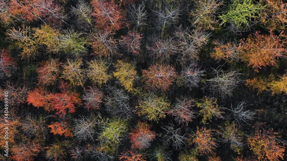 Cherry tree plantation with fall colors Cirueña, Autumn, La Rioja, Spain, Europe Cherry tree plantation with fall colors Cirueña, Autumn, La Rioja, Spain, Europe