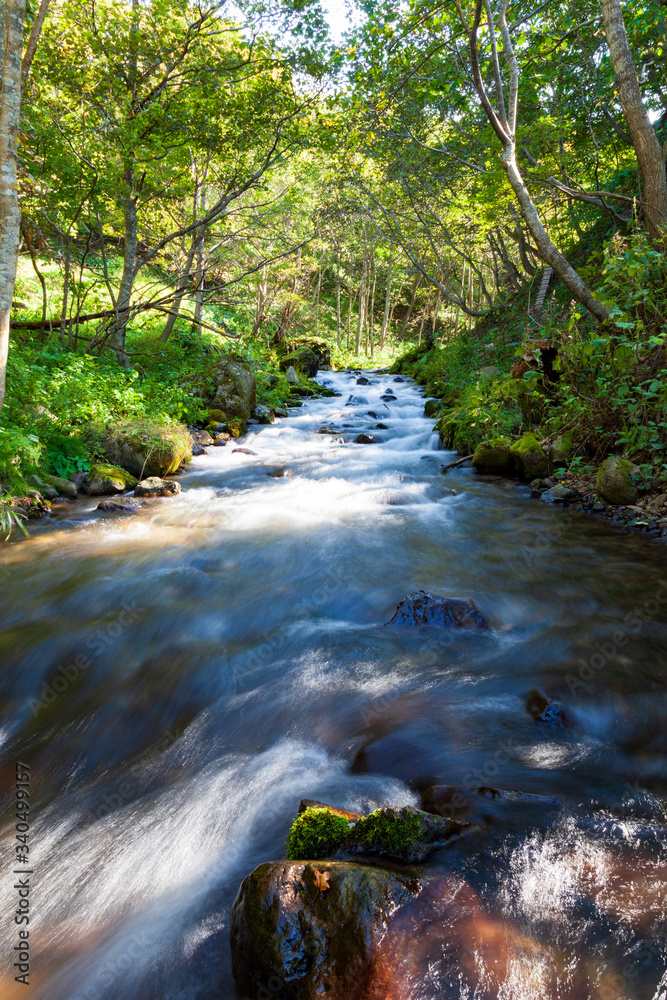 Obraz premium 知床の森