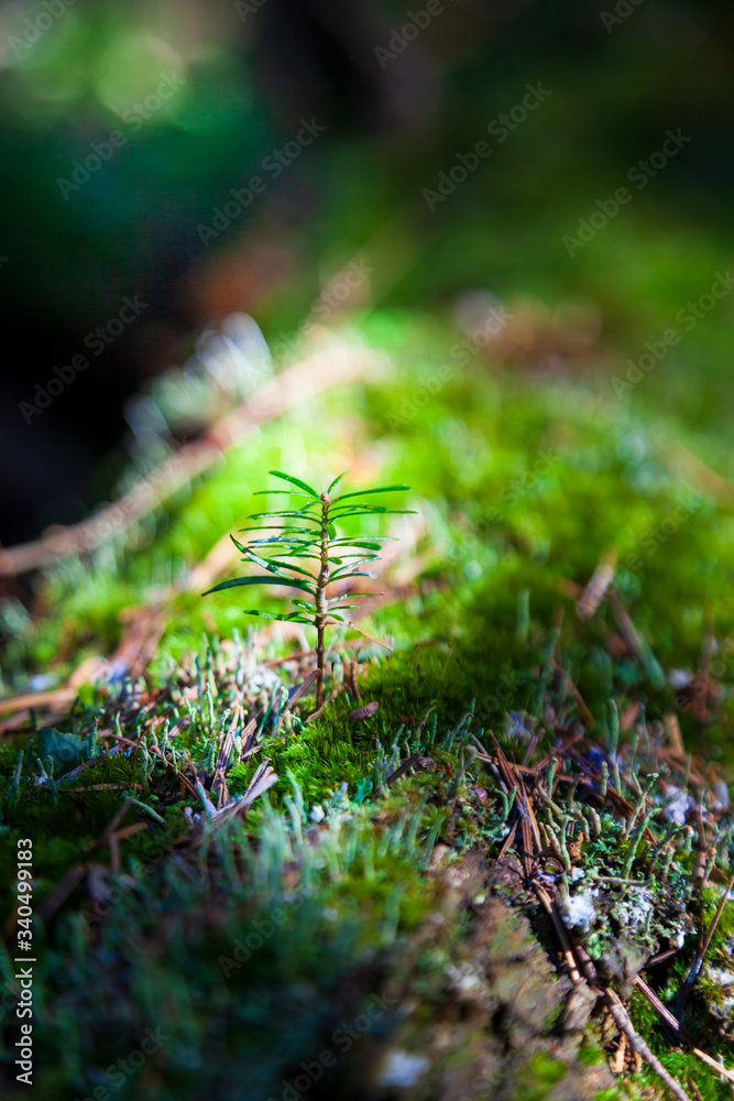 知床の森 倒木更新stock Photo Adobe Stock