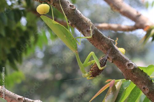 Praying mantis eating insect on tree.Mantis religiosa, action scene