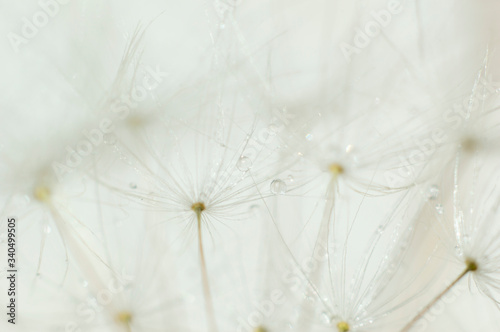 dandelion parachute with water drops  detail  close-up background