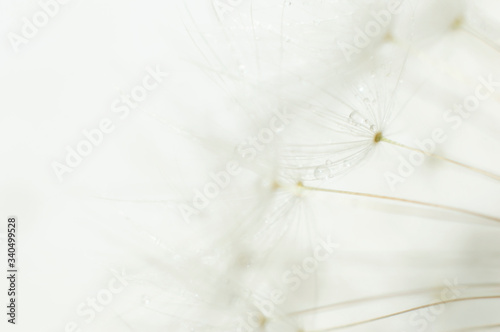 dandelion, ball full of small seeds with water drops, close-up on white background