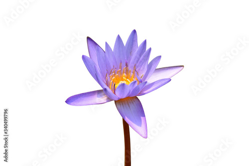 Lotus flower isolated with clipping paths. © Sophon_Nawit