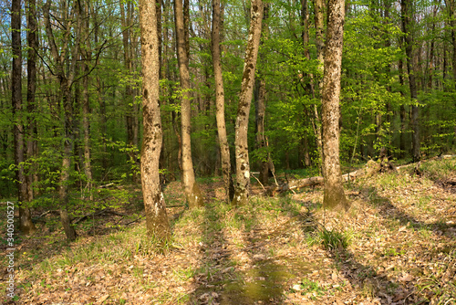 Spring forest at sunset