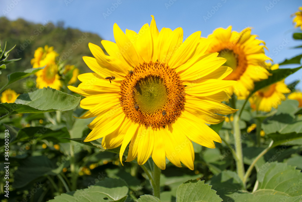 sunflowers blooming in the field