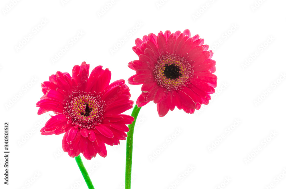 Colorful Gerbera plant and some nice green