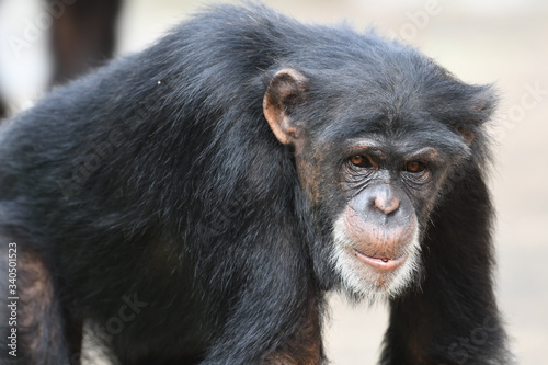チンパンジー © swgwecp