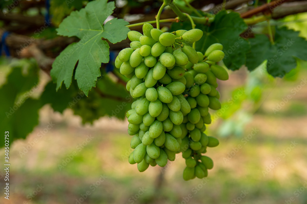 Picture of half ripe white malaga grapes in the vineyard - closeup Picture of half ripe white malaga grapes in the vineyard - closeup
