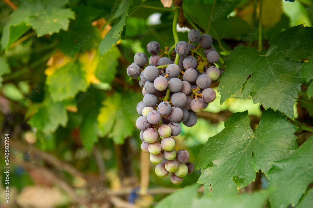 custom made wallpaper toronto digitalPicture of semi-ripe beauty seedles grapes - closeup