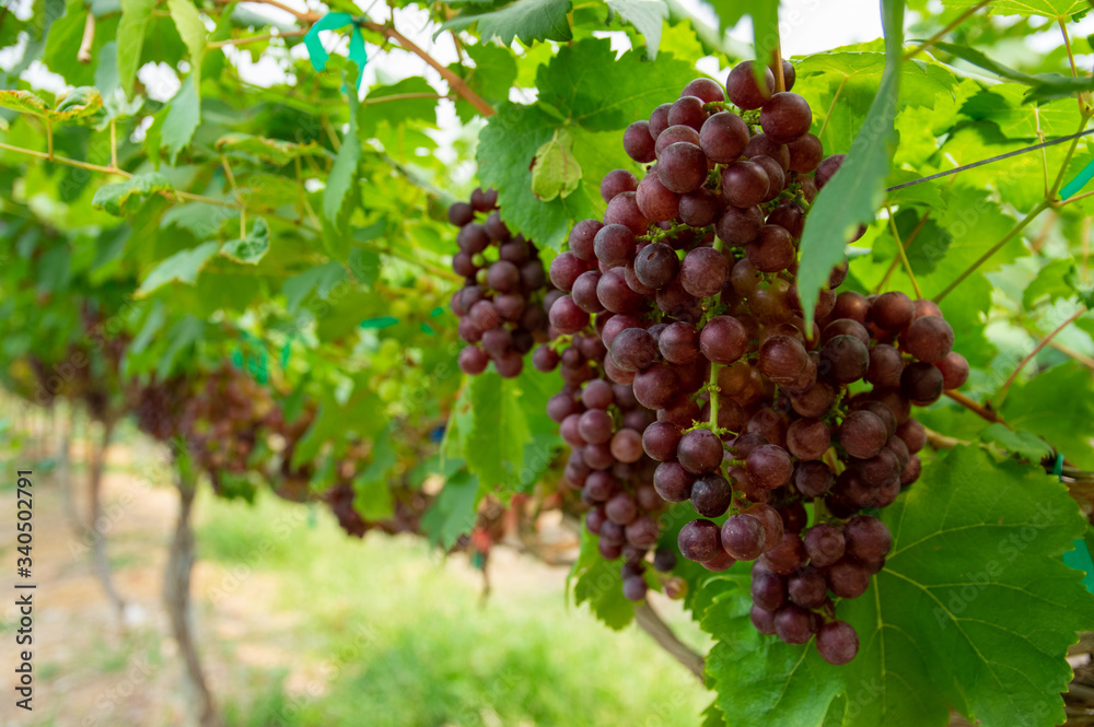 Picture of a bunch of half ripe maroon grapes in the vineyard