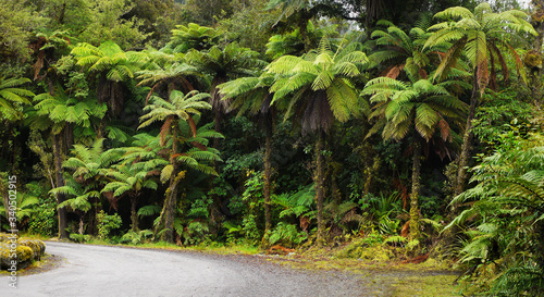 Tropical rainforest environment palm trees in the park 