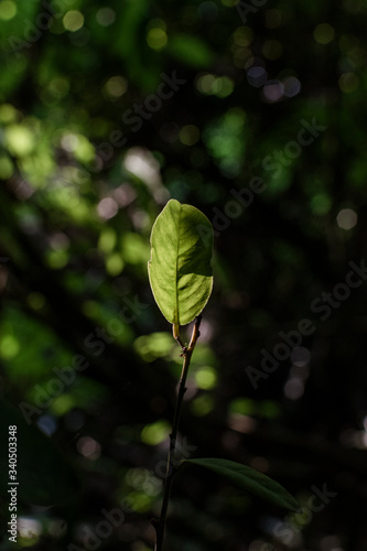 Alone in the jungle