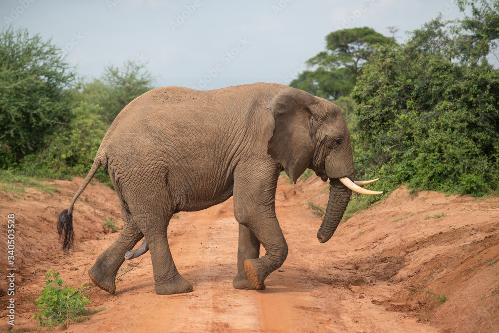 Fototapeta premium Elephant with an erect penis walking in Murchison Falls National Park during a safari