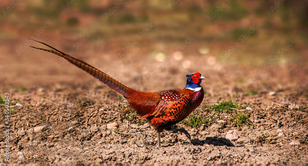 custom made wallpaper toronto digitalPheasant cock in the field walking carefully and being cautious