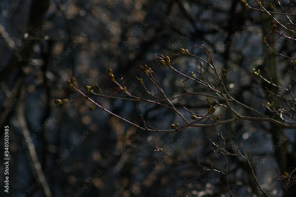 Spring tree branches with buds Spring tree branches with buds