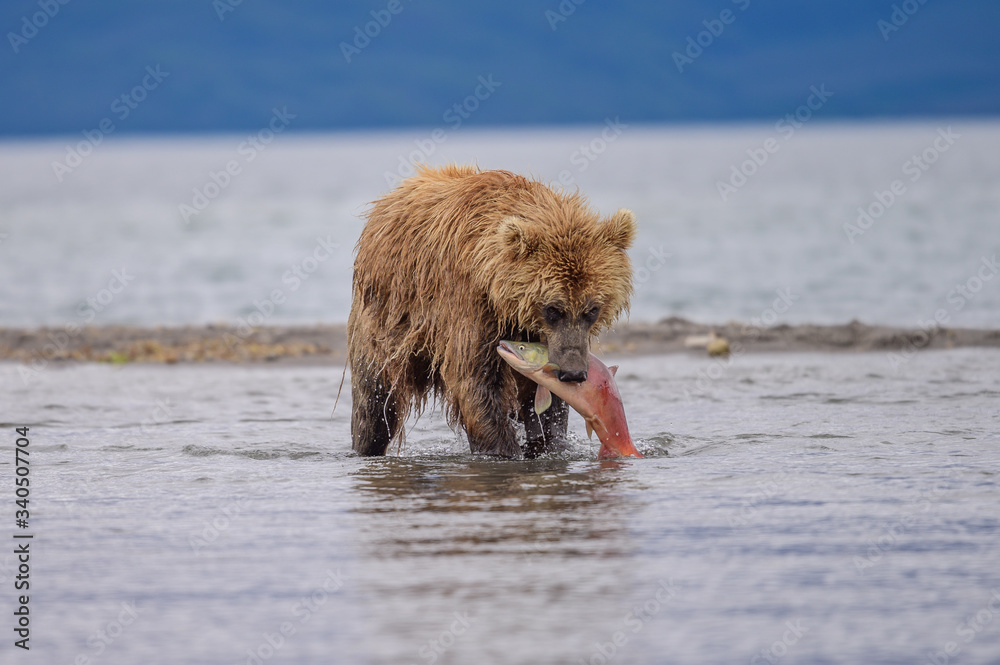 Ruling the landscape, brown bears of Kamchatka (Ursus arctos beringianus) Ruling the landscape, brown bears of Kamchatka (Ursus arctos beringianus)