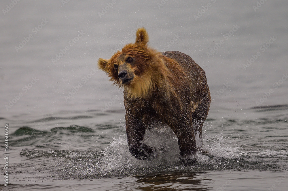 Ruling the landscape, brown bears of Kamchatka (Ursus arctos beringianus) Ruling the landscape, brown bears of Kamchatka (Ursus arctos beringianus)