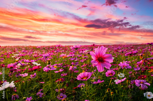 Beautiful and amazing of cosmos flower field landscape in sunset. nature wallpaper  background. © jakkapan