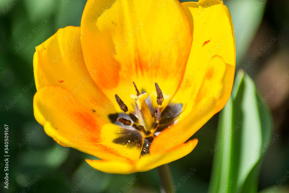 Macro tulip stamen, close-up of spring flower in the garden, single yellow colored tulip, seasonal flora Macro tulip stamen, close-up of spring flower in the garden, single yellow colored tulip, seasonal flora