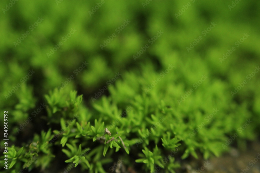 Beautiful nature and its different macro living forms Beautiful nature and its different macro living forms