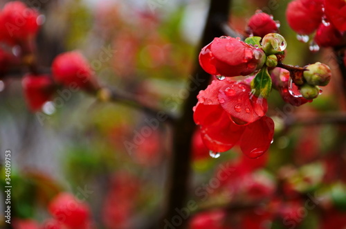 Flowers of henomeles with water drops in spring in the garden. Close-up