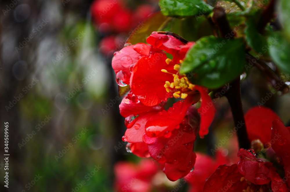 Obraz premium Flowers of henomeles with water drops in spring in the garden. Close-up