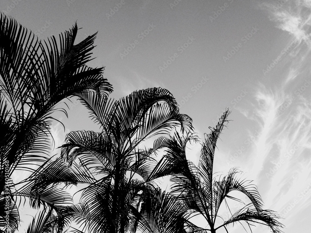 Fototapeta Niski kąt widzenia palmy na tle jasnego nieba